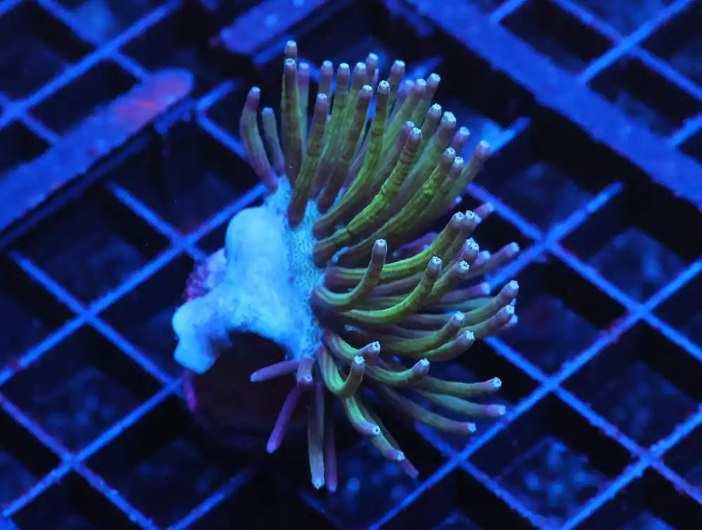 C53 – STEVE TYREE NEON GREEN POLYP SARCOPHYTON LEATHER - Saltwater