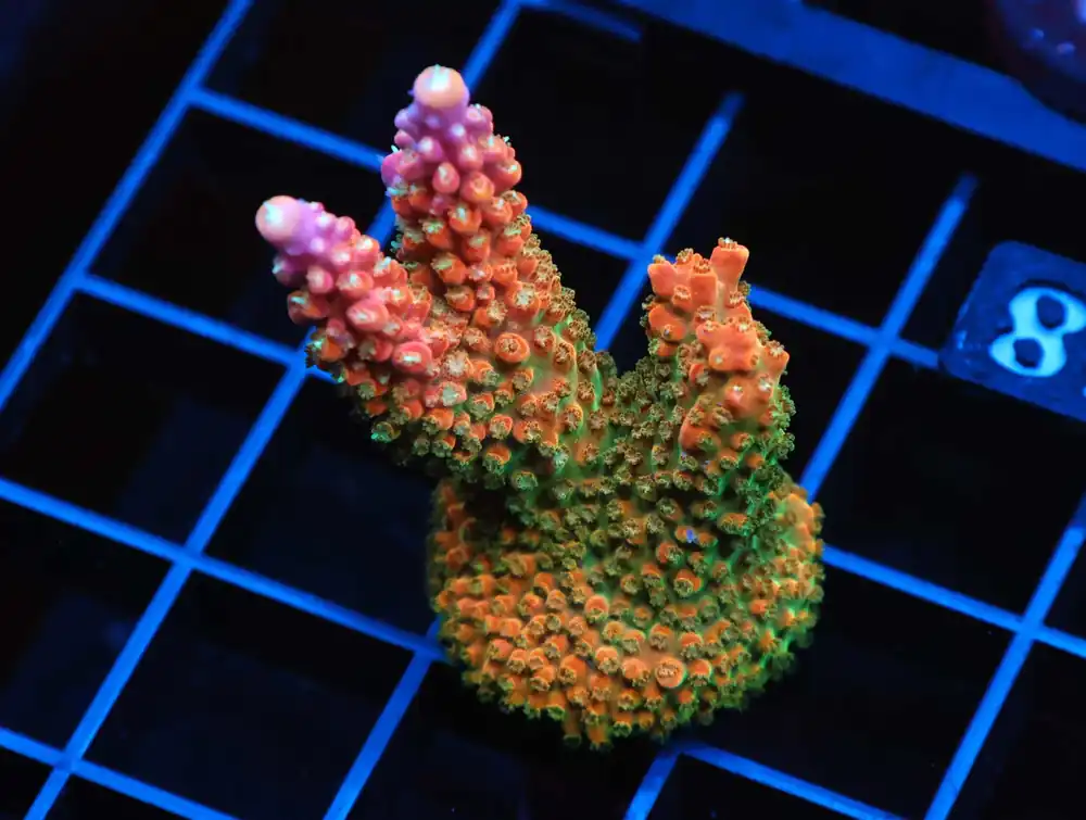 C148 – SDC ACROPORA PACK 10 PC - Saltwater