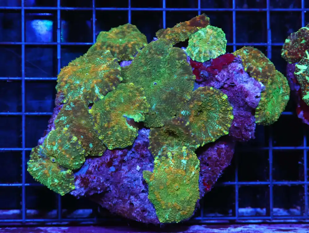 H48 – INDO METALLIC TIP ALVEOPORA - Saltwater