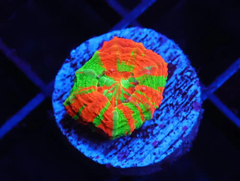 C13 – CAPTIVE SPAWNED BLEEDING APPLE SCOLYMIA AUSTRALIS - Saltwater