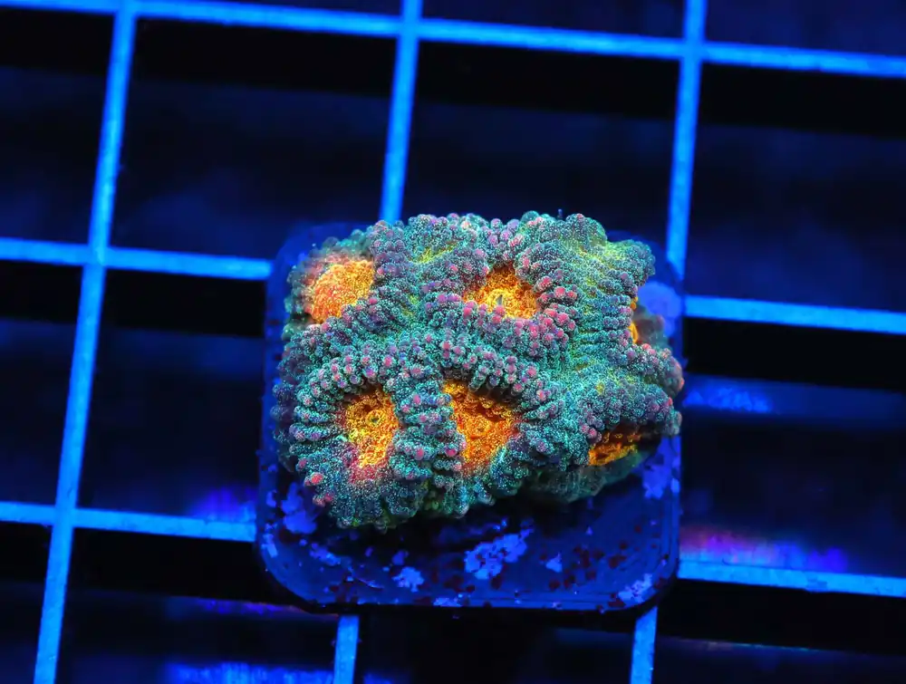 C149 – SDC VAMPIRE TEARS MICRO GONI - Saltwater