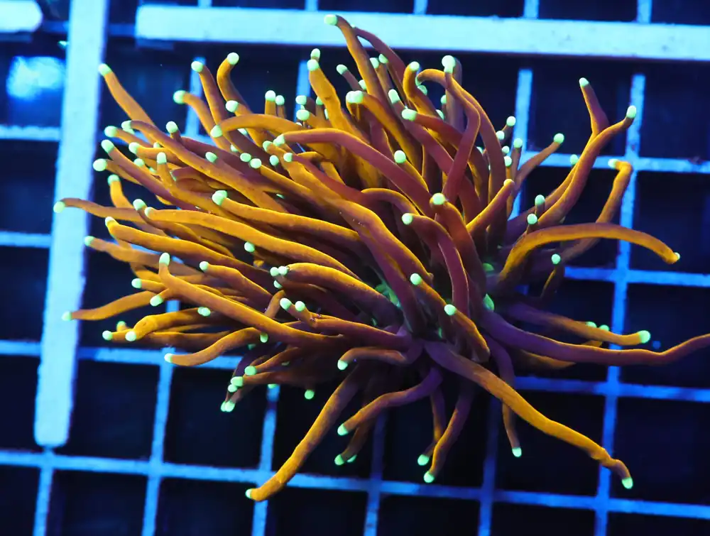 J92 – INDO TORCH GOLD VARIANT 1 HEAD - Saltwater