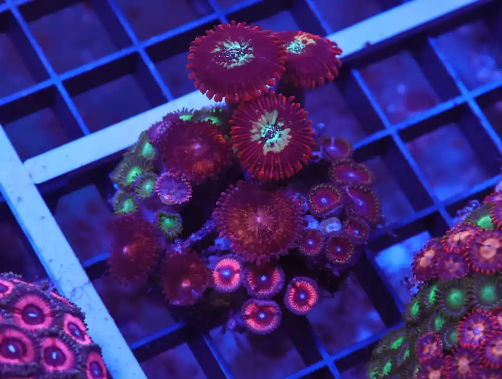 X50 – INDO ULTRA COMBO ZOA CULTURED - Saltwater