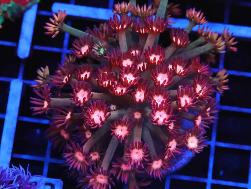 B13 -INDO RADIOACTIVE BUBBLE CORAL LG