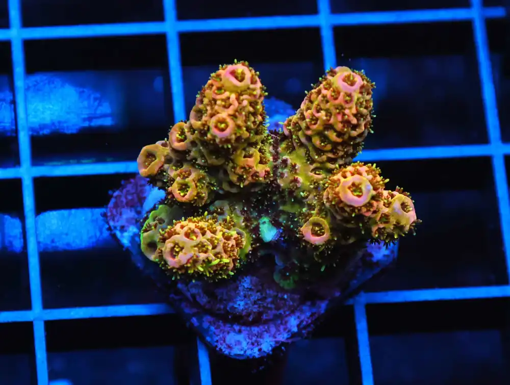 C156 – SDC RAINBOW JELLYBEAN CHALICE - Saltwater