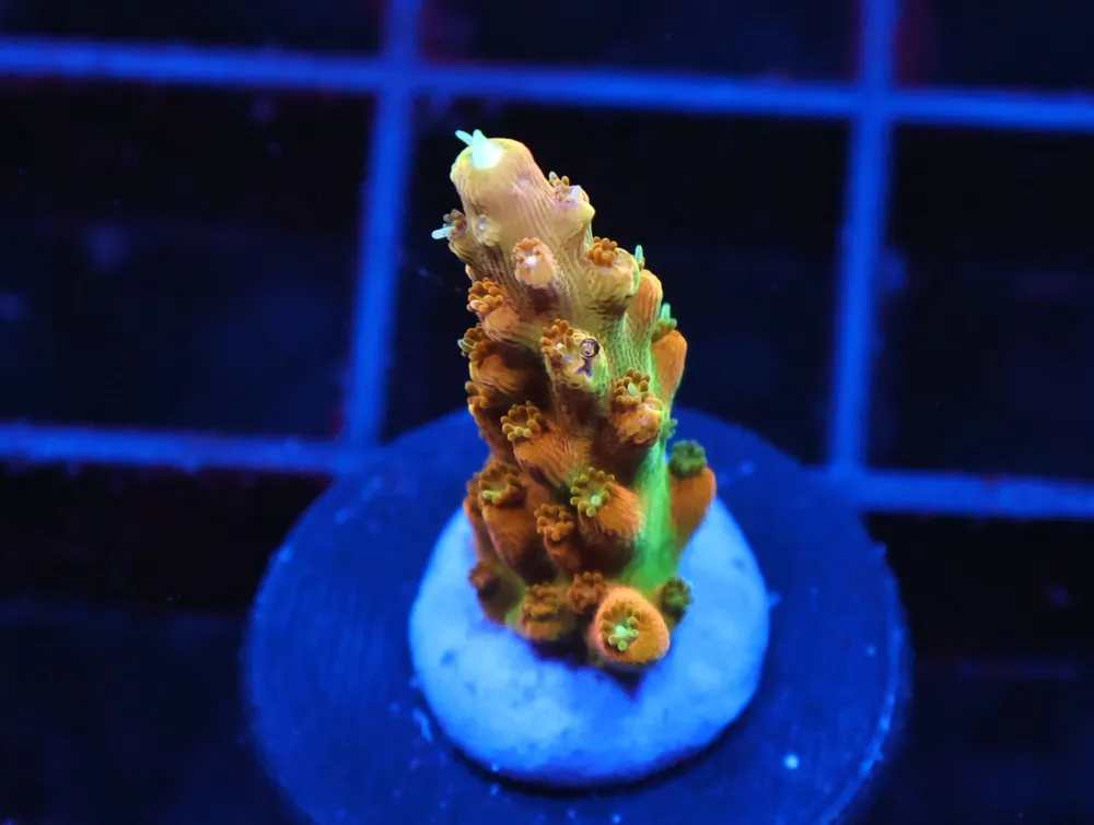 C63 – TGC CREAMSICLE ACRO - Saltwater