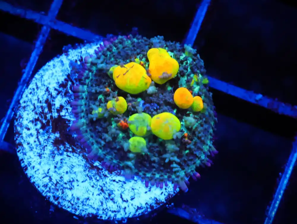 C42 – SDC OG BOUNCE MUSHROOM MEDIUM - Saltwater