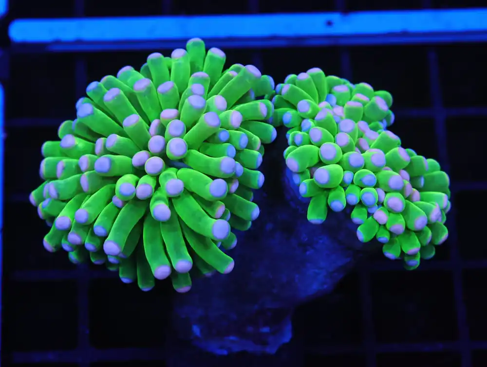 D117 – MALAYSIA TORCH COTTON CANDY 2 HEAD - Saltwater