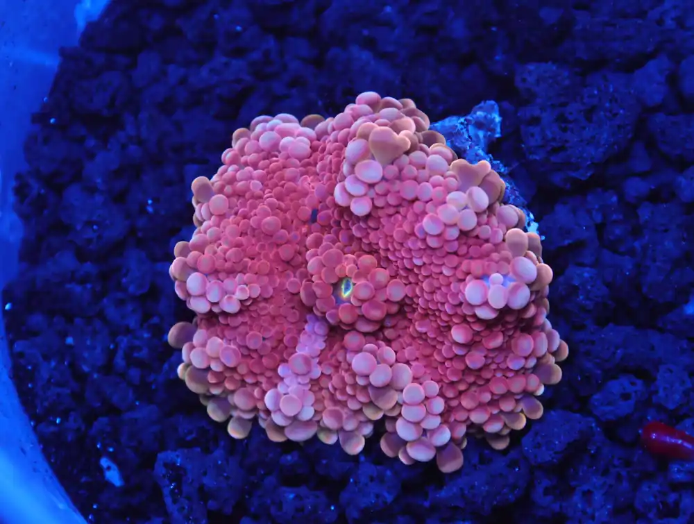 B42 -ROSE GOLD RICORDEA MUSHROOM