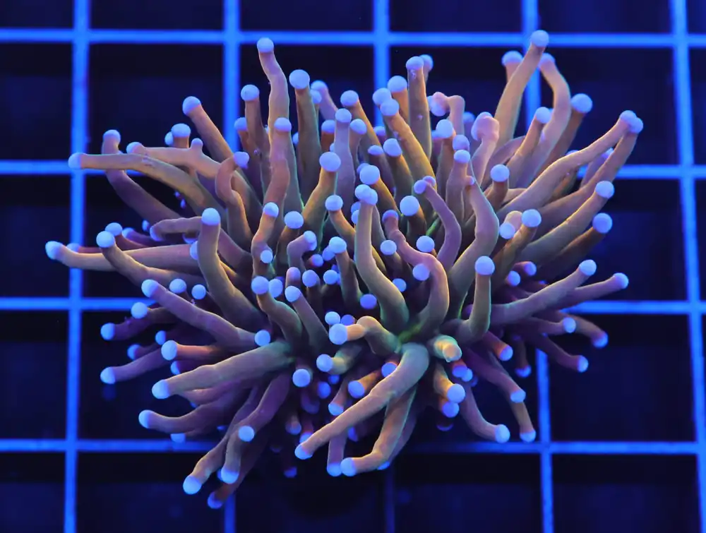 D58 – INDO TORCH GRAIL VARIANT 2 HEAD - Saltwater