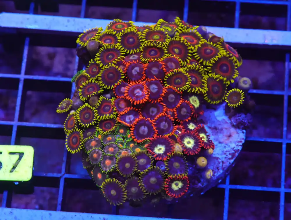 X57 – INDO ULTRA COMBO ZOA CULTURED - Saltwater
