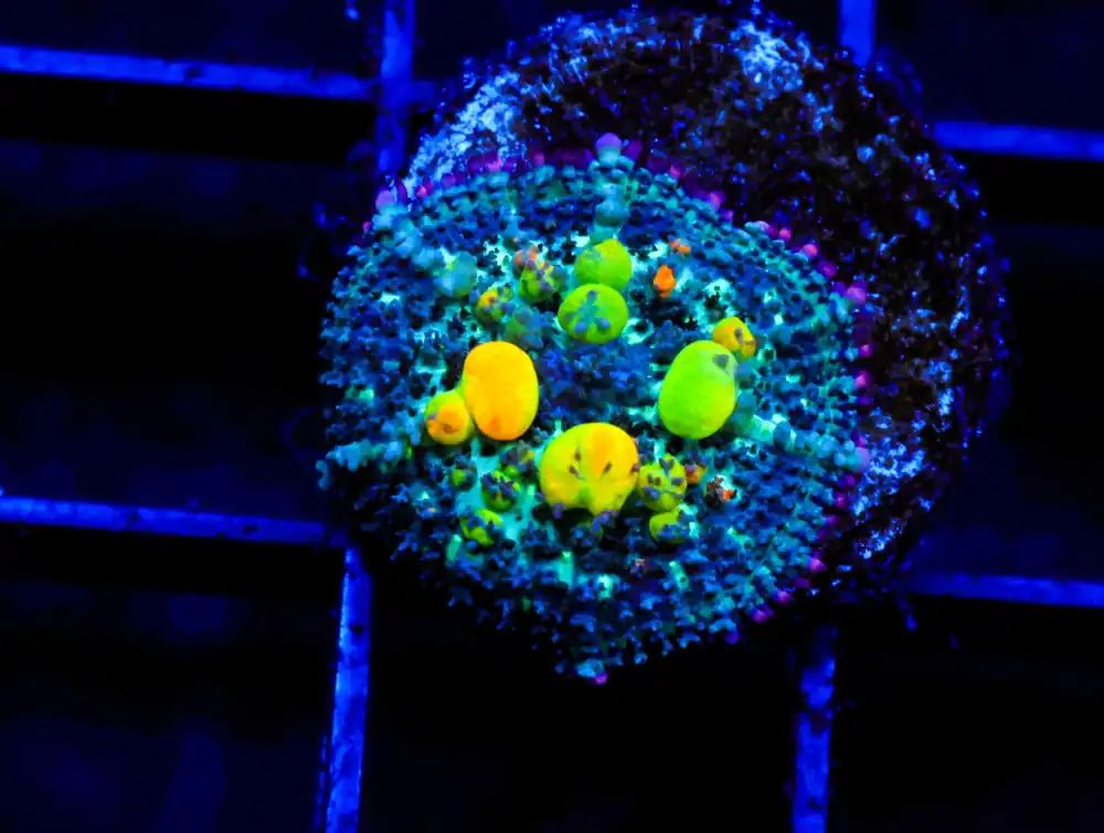 C14 – SDC OG BOUNCE MUSHROOM SMALL - Saltwater