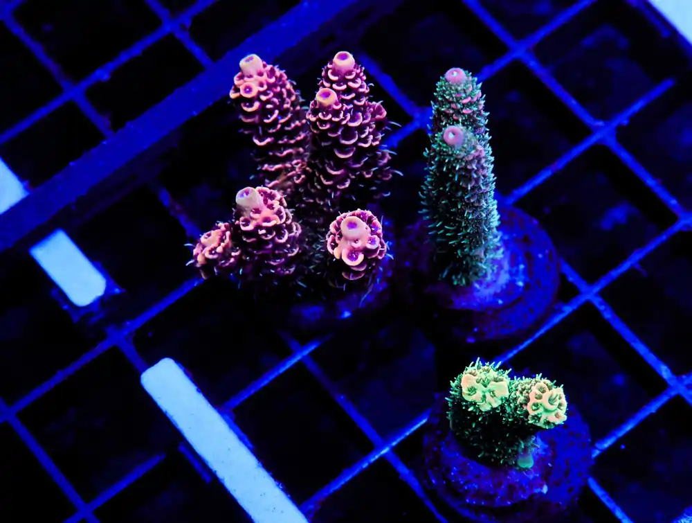 E156 – 3PK INDO ACRO PREMIUM MILLE CULTURED - Saltwater
