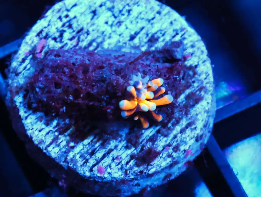 C235 – SDC OG BOUNCE MUSHROOM SMALL - Saltwater