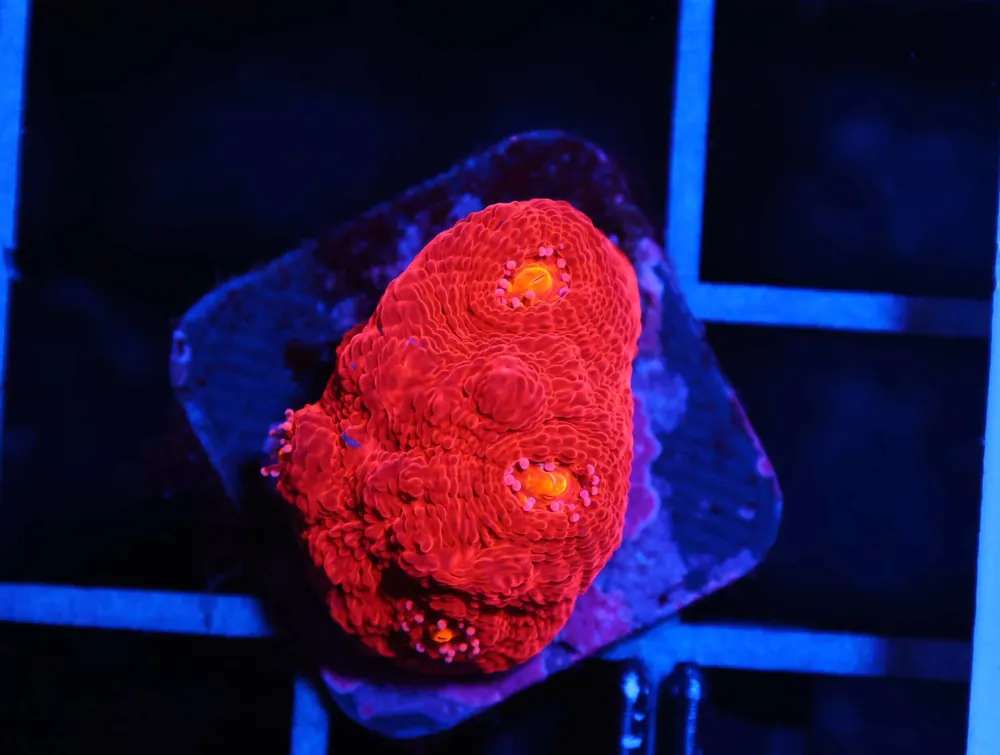 C01 – SDC SEDUCTION ZOA/PALY - Saltwater