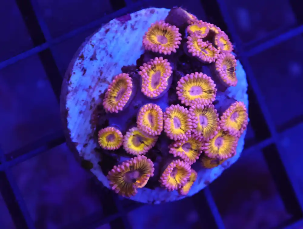 X04 – INDO LEMON HEAD ECLIPSE ZOA - Saltwater