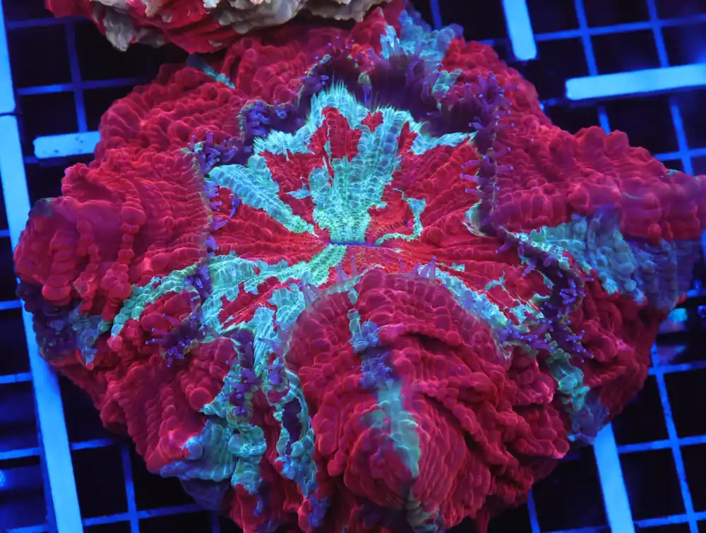 B79 -MALAYSIAN FIRE AND ICE ACANTHOPHYLLIA