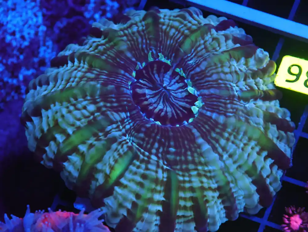 B136 – AUSSIE JOKER CYNARINA - Furnace B : Amazing variety of awesome corals every week!