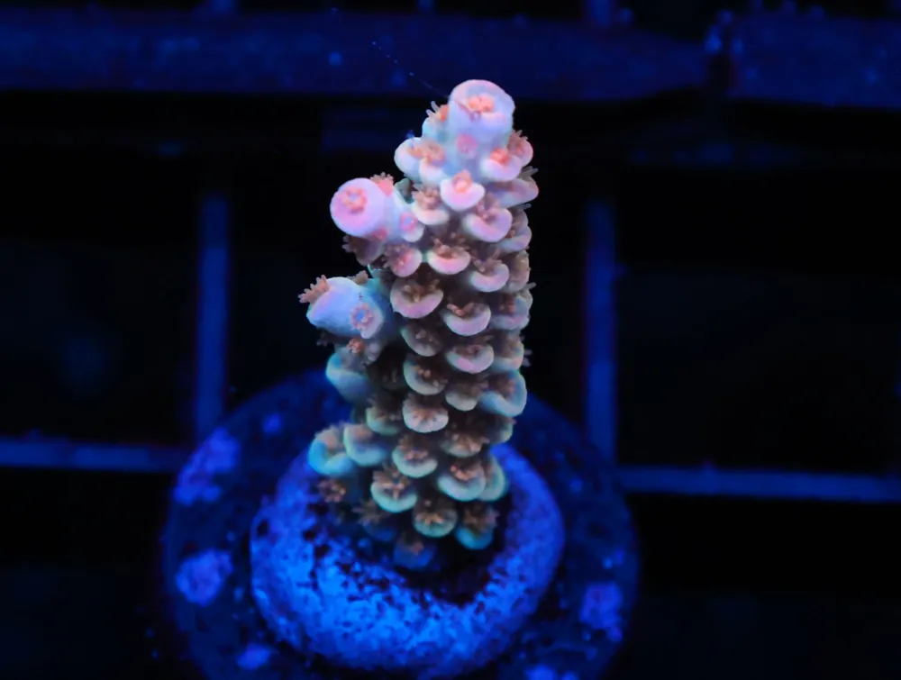 C272 – SDC ACROPORA ASST. TENUIS - Saltwater