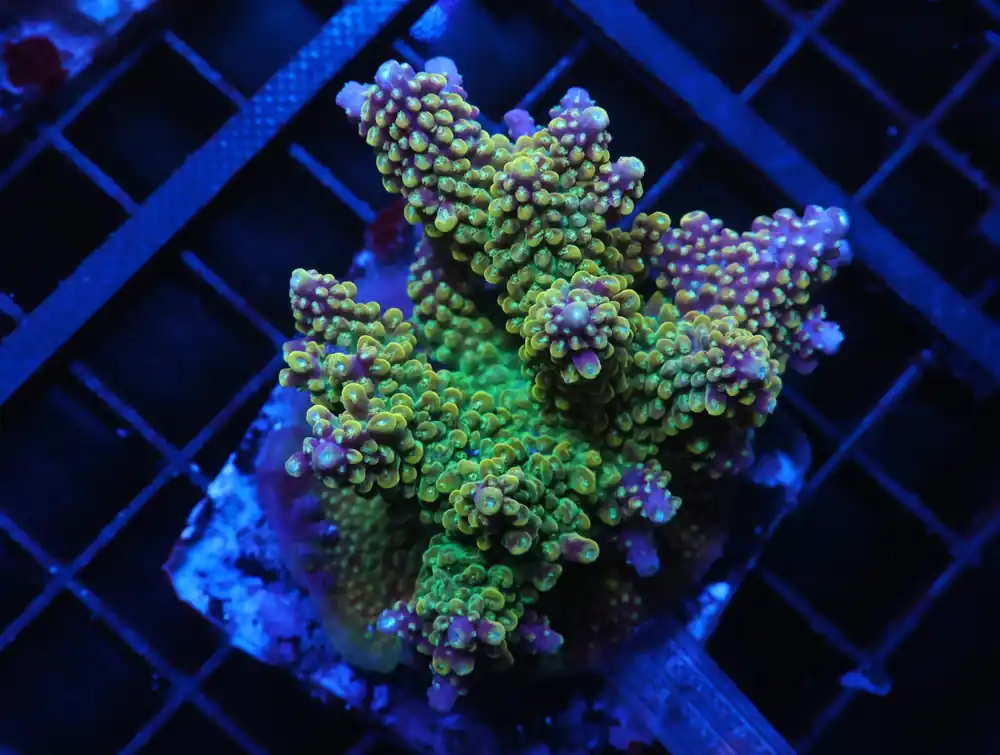 E02 – INDO ACRO PREMIUM CULTURED - Saltwater