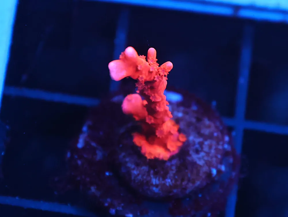 C358 – ALMOST WYSIWYG – SDC FIRE STARTER MONTIPORA HIRSUTA - Saltwater