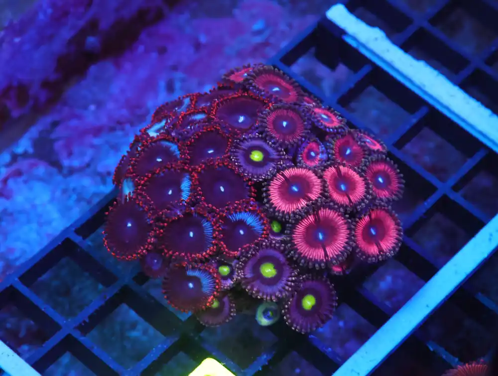 X138 – INDO ULTRA COMBO ZOA CULTURED - Saltwater
