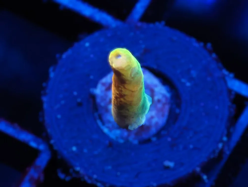 C247 – SDC GOLDILOCKS ACRO - Saltwater