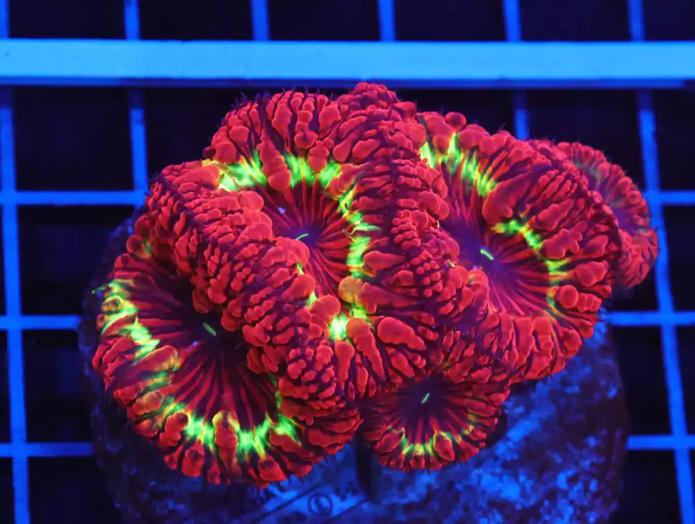 B72 -INDO FIRESTORM BLASTO