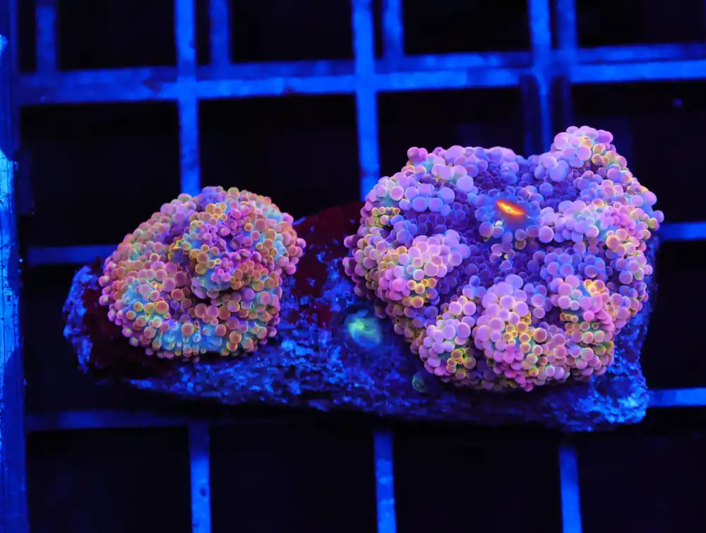 B116 – RAINBOW CONFETTI RICORDEA MUSHROOM - Furnace B : Amazing variety of awesome corals every week!