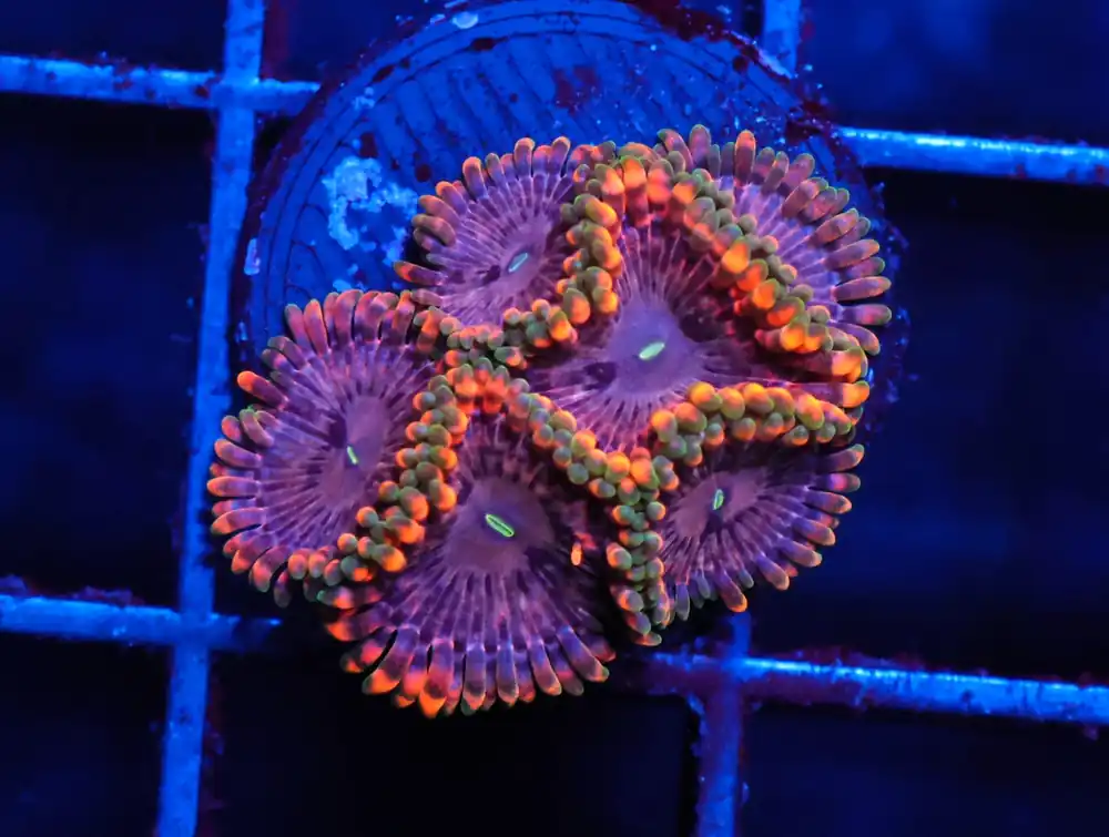 C04 – SDC FAIRY FART ZOA/PALY (POLYP) - Saltwater