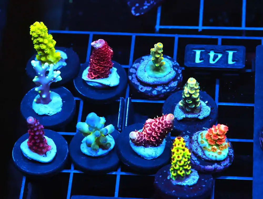 C141 – SDC RAINBOW ROMMELS ACRO L-XL FRAG