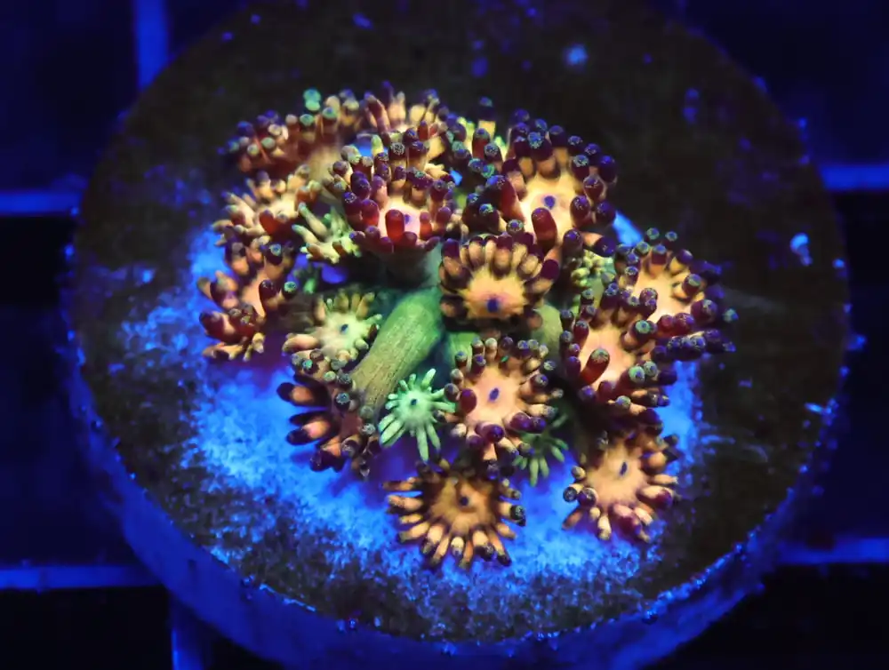 C34 – AMAZEBALLS GONIPORA VARIANT - Saltwater