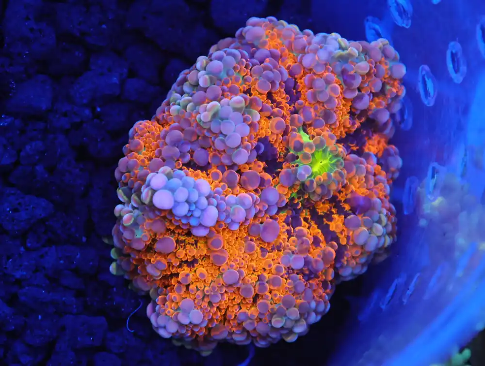 B78 -RAINBOW RICORDEA MUSHROOM