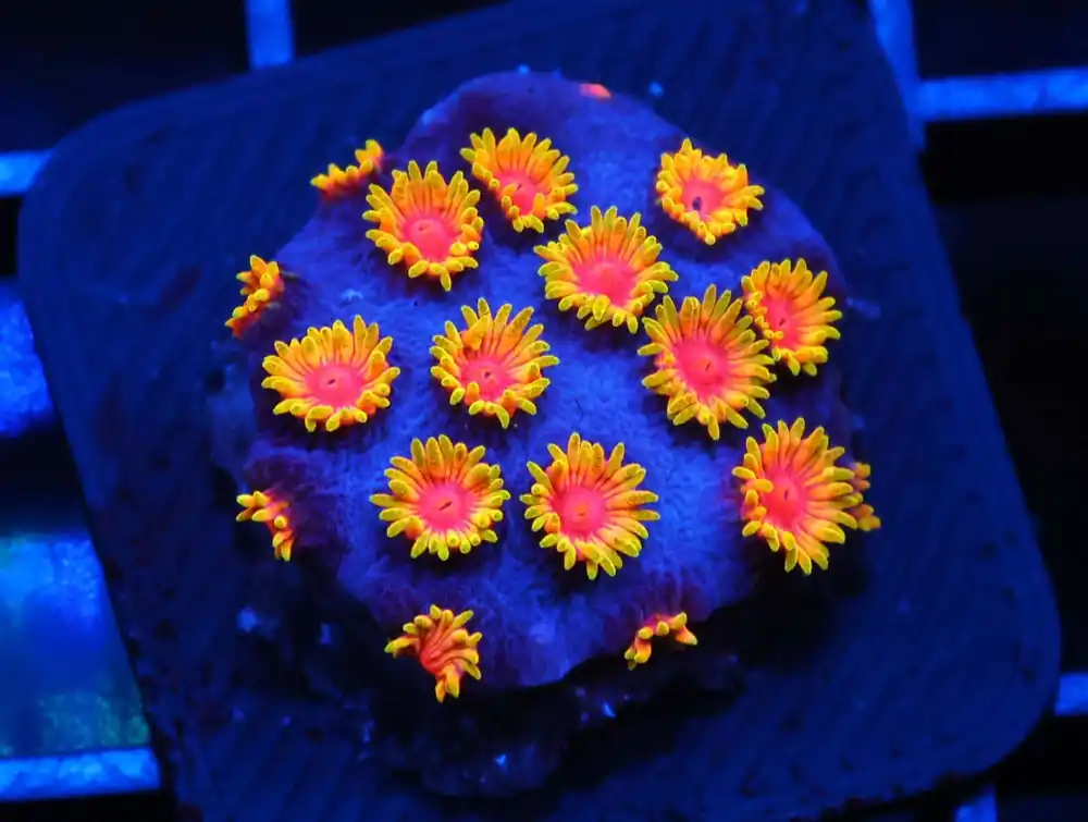 C169 – AMAZEBALLS GONIPORA VARIANT - Saltwater