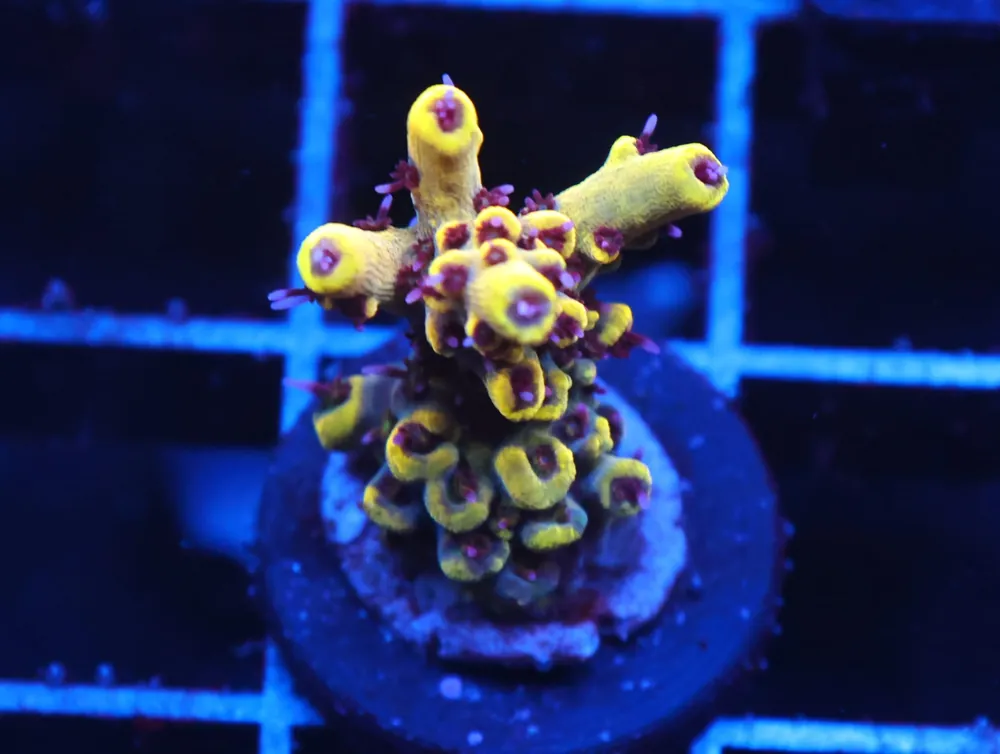 C151 – WWC AFTERPARTY ACRO - Saltwater