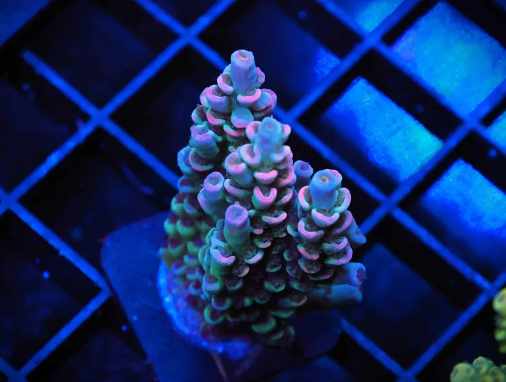 E10 – INDO ACRO PREMIUM CULTURED - Saltwater