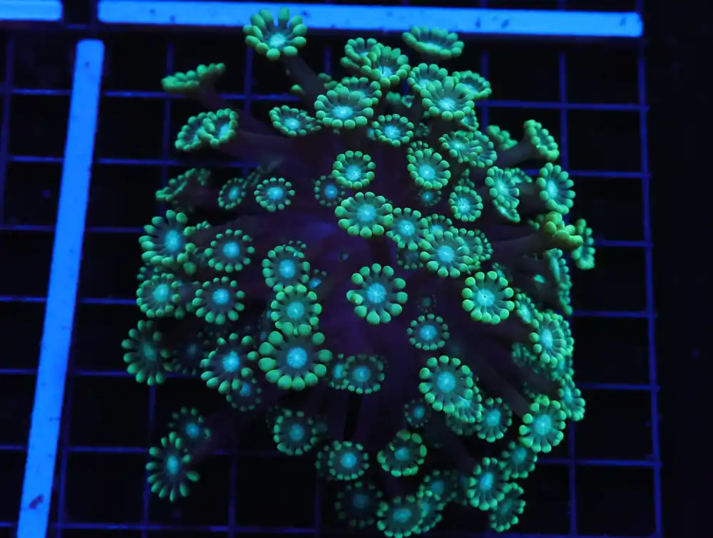 H76 – INDO FROG FINGERS ALVEOPORA - Saltwater