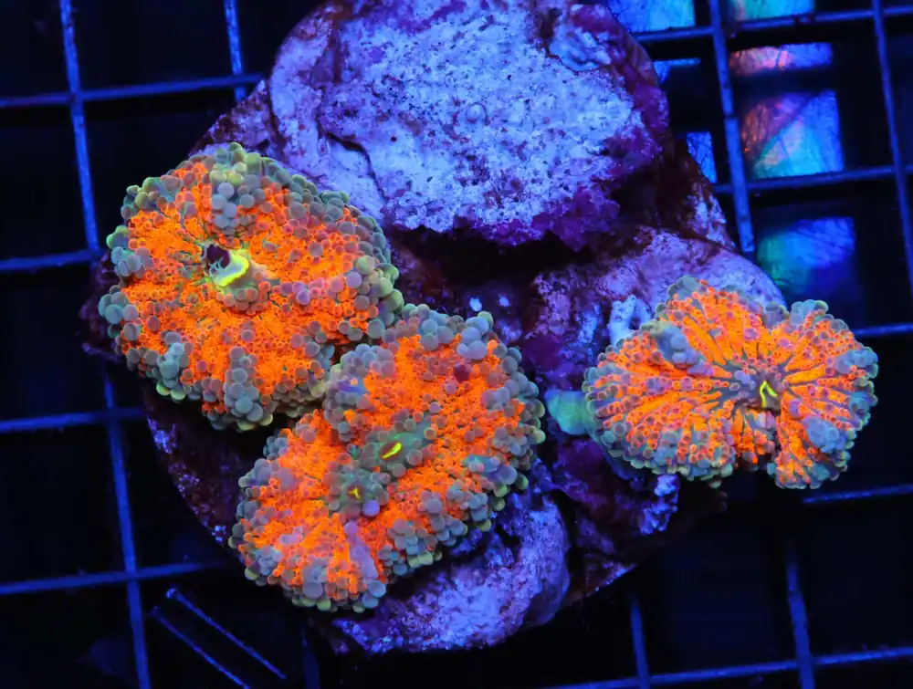 H50 – INDO METALLIC TIP ALVEOPORA - Saltwater