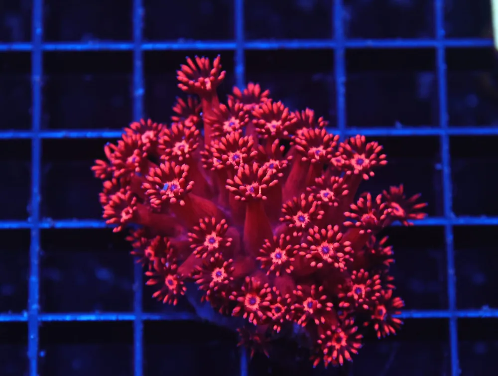 H33 – INDO RED HOT GONIOPORA - Saltwater