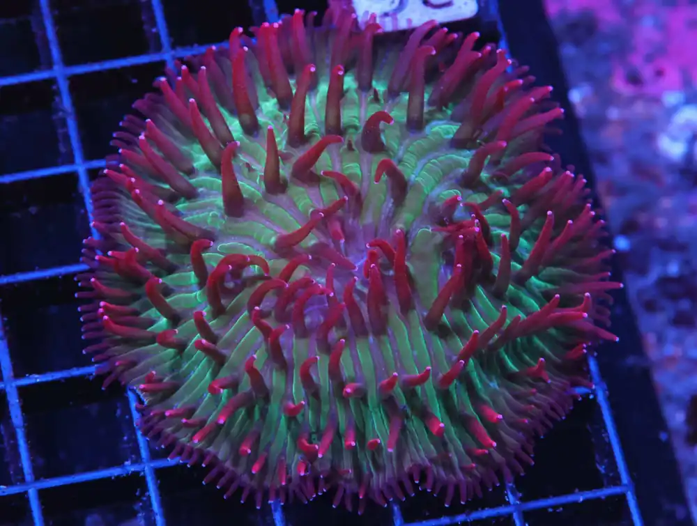 H36 – INDO RED HOT GONIOPORA - Saltwater