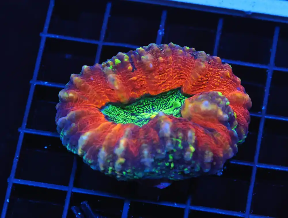 H71 – INDO METALLIC TIP ALVEOPORA - Saltwater