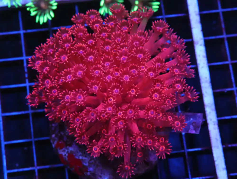 H56 – INDO METALLIC TIP ALVEOPORA - Saltwater