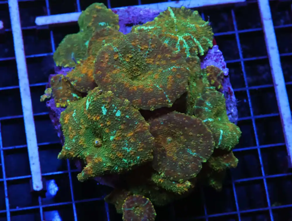H43 – INDO METALLIC TIP ALVEOPORA - Saltwater