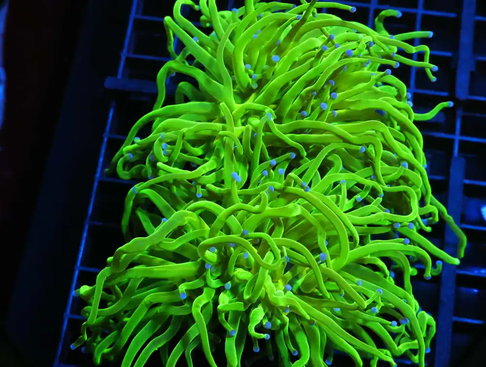 J130 – INDO FROGSPAWN WALL METALLIC - Saltwater