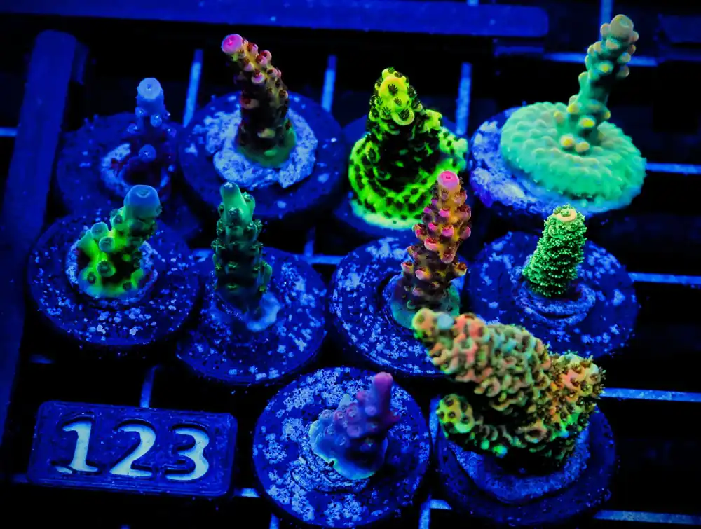 C123 – SDC ACROPORA PACK 10 PC - Saltwater