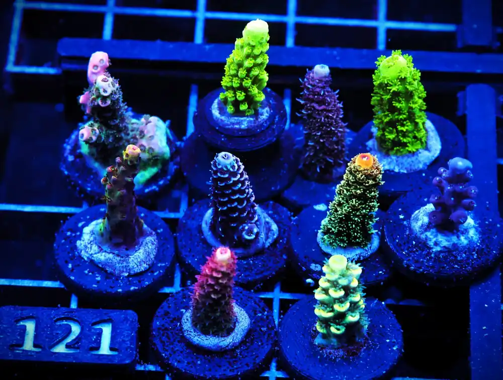C121 – SDC ACROPORA PACK 10 PC - Saltwater