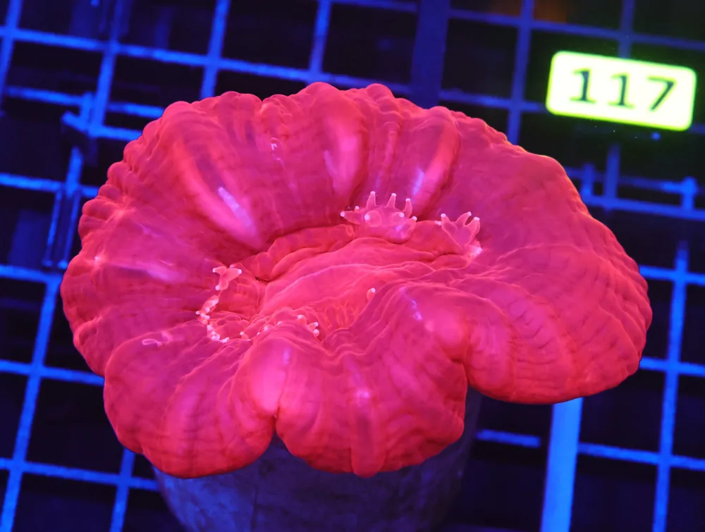 B111 – INDO RED HOT CYNARINA - Furnace B : Amazing variety of awesome corals every week!