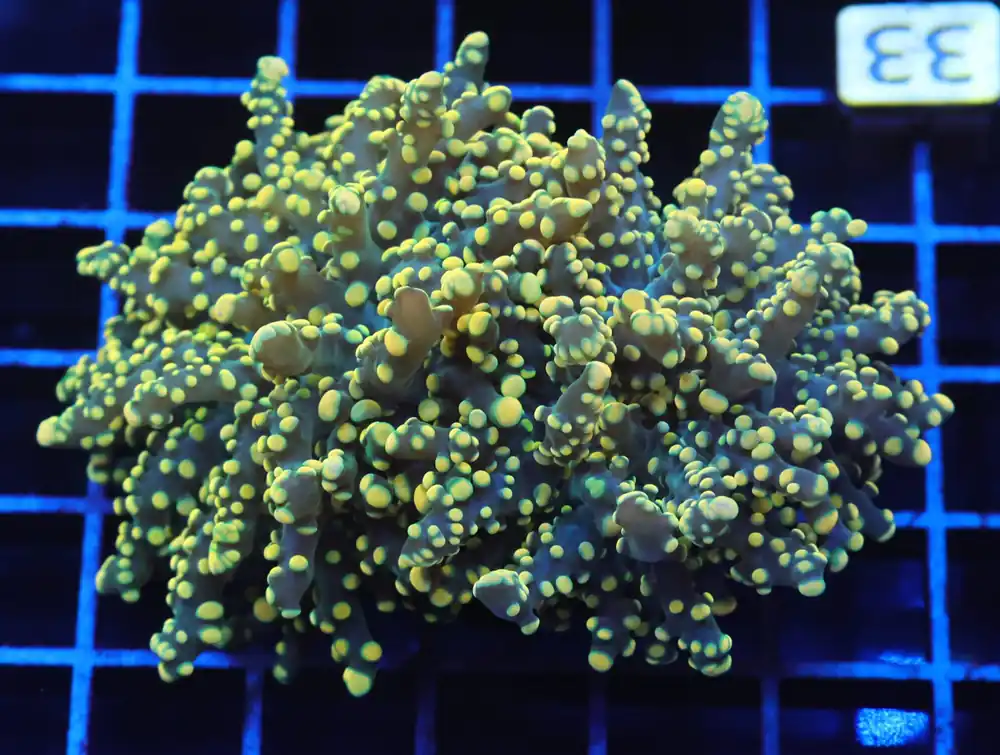 J33 – INDO FROGSPAWN BRANCH CITRUS BOMB 2 HEAD - Saltwater