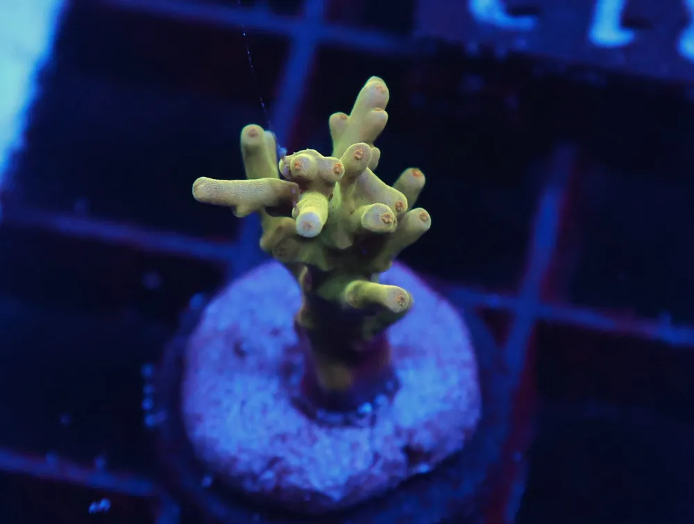 C312 – SDC GOLD DRAGON ACRO - Saltwater