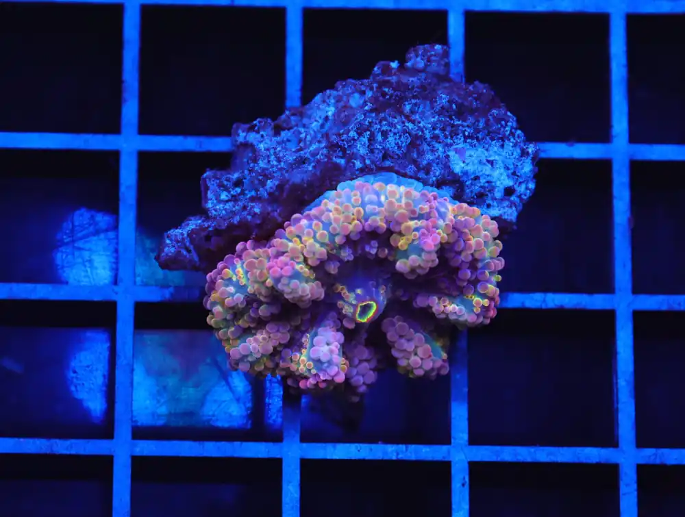 B81 -RAINBOW CONFETTI RICORDEA MUSHROOM